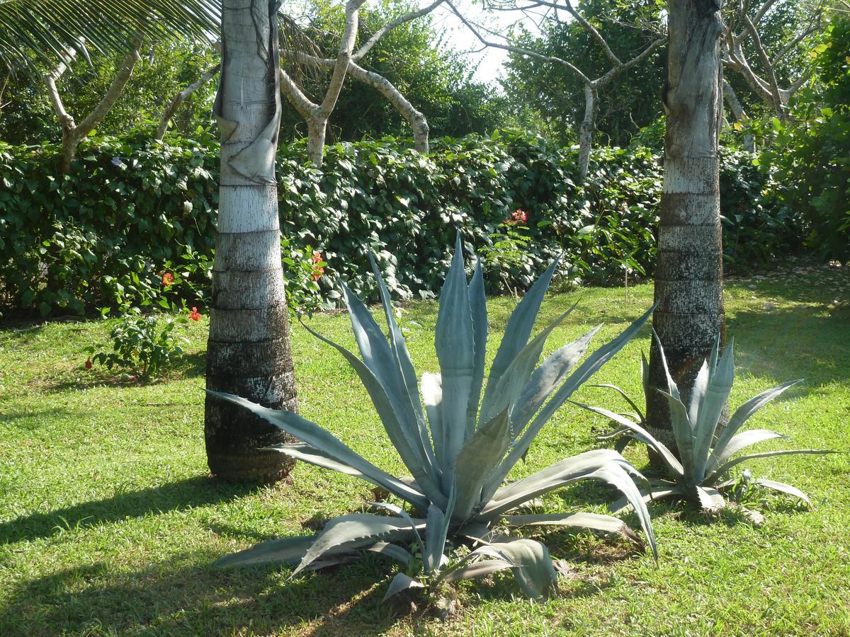 La Rosa De Los Vientos Bed and Breakfast Pedasi Town Esterno foto